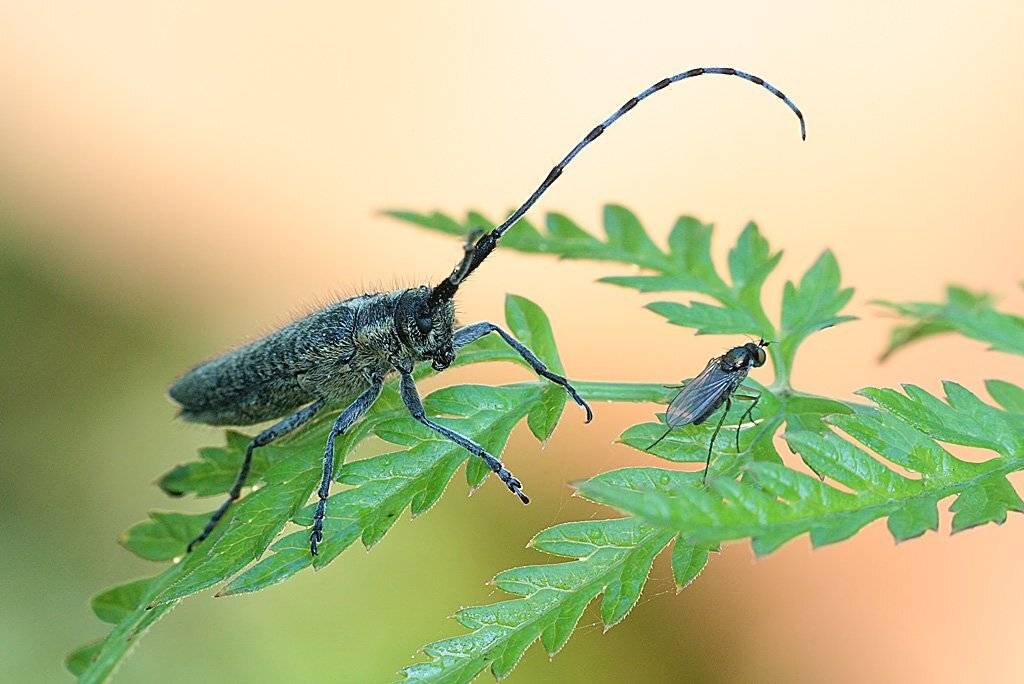 усач, скрипун, и, муха, цветочная, Геннадий