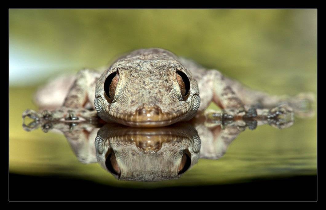 геккон, Дмитрий