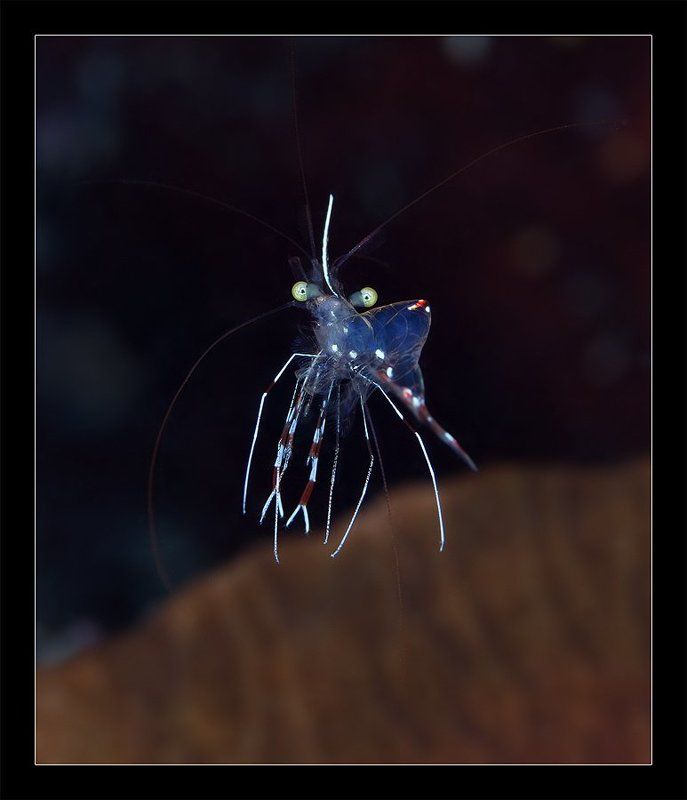 Космонавт фото превью