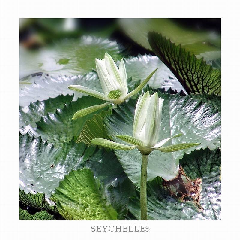 остальное, остров, цветы, музыка, николай дмитрук