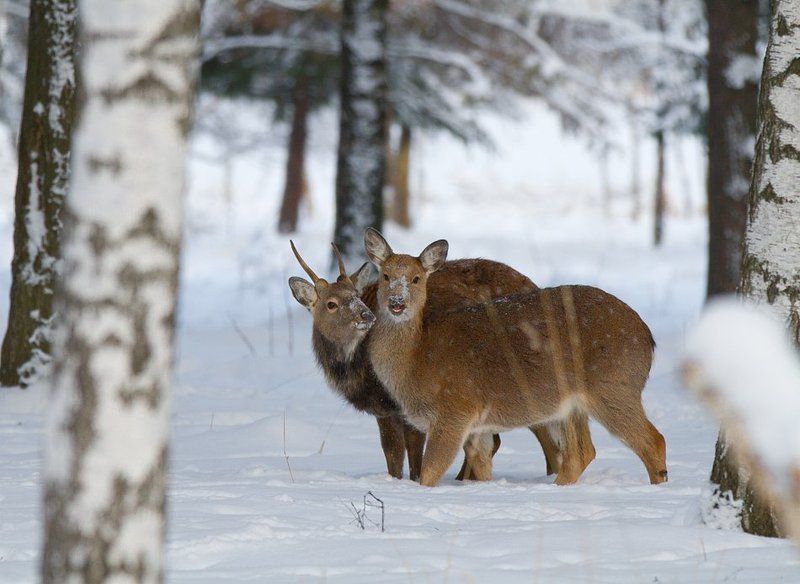 олень, олени, пятнистый олень Что тебя так удивило, дорогая? фото превью