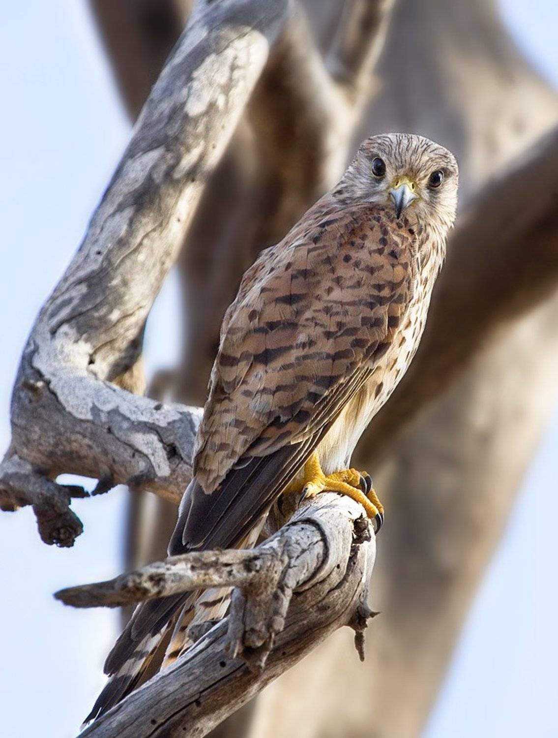 пустельга, Alena