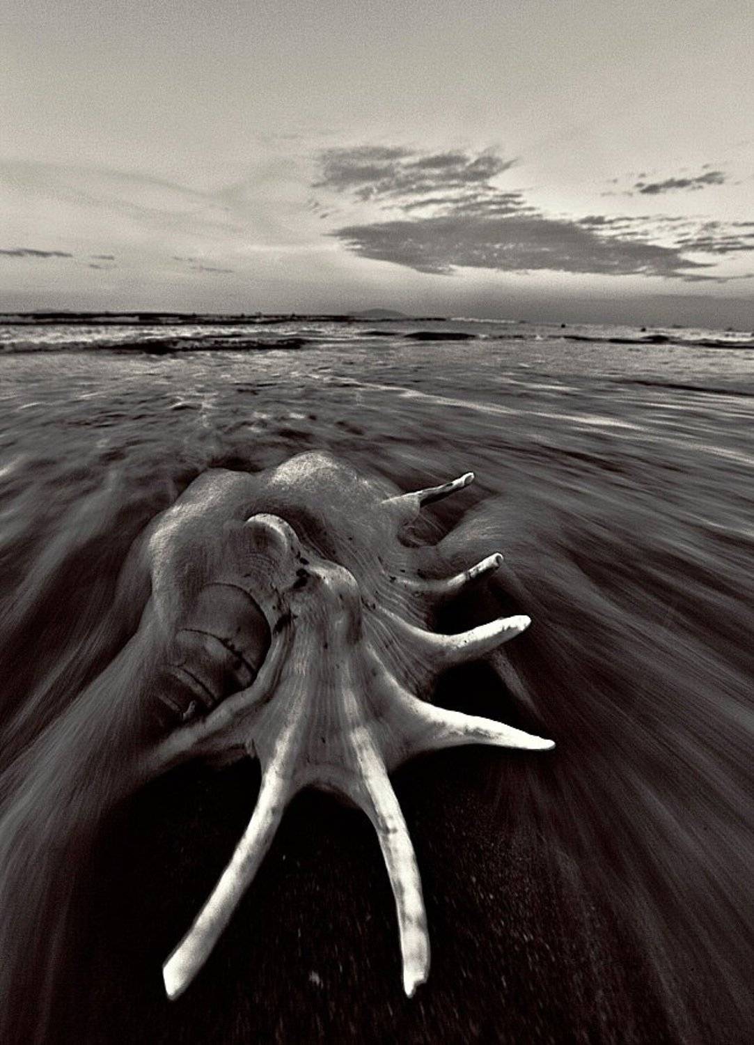 море, раковина, ракушка, прибой, волна, пейзаж, Максим Костин