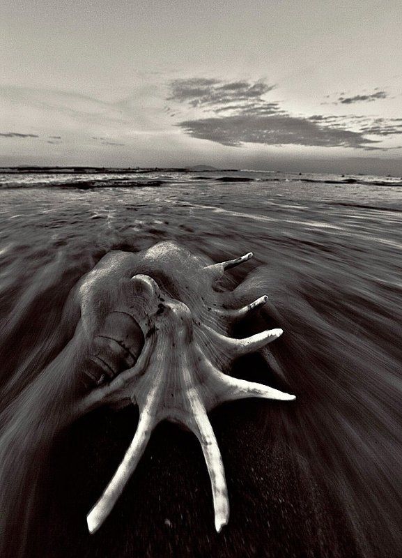 море, раковина, ракушка, прибой, волна, пейзаж Растворяясь в прибое фото превью