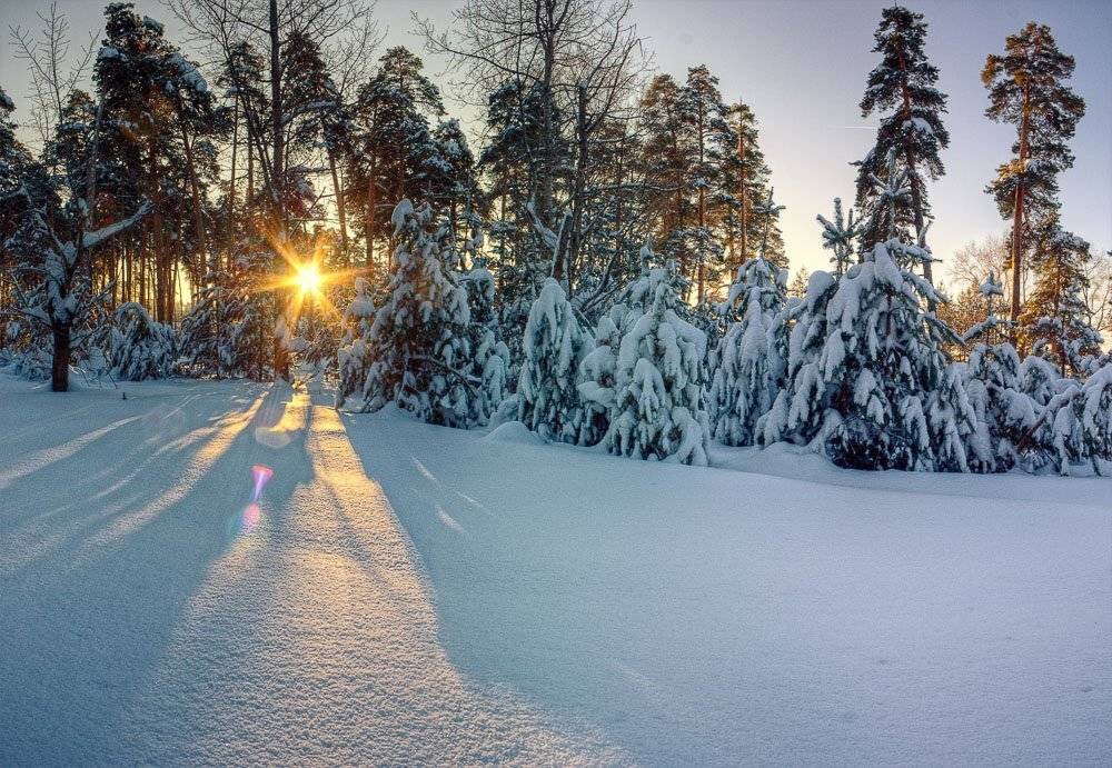 елки, зима, снег, сугробы, Mishin Ilay