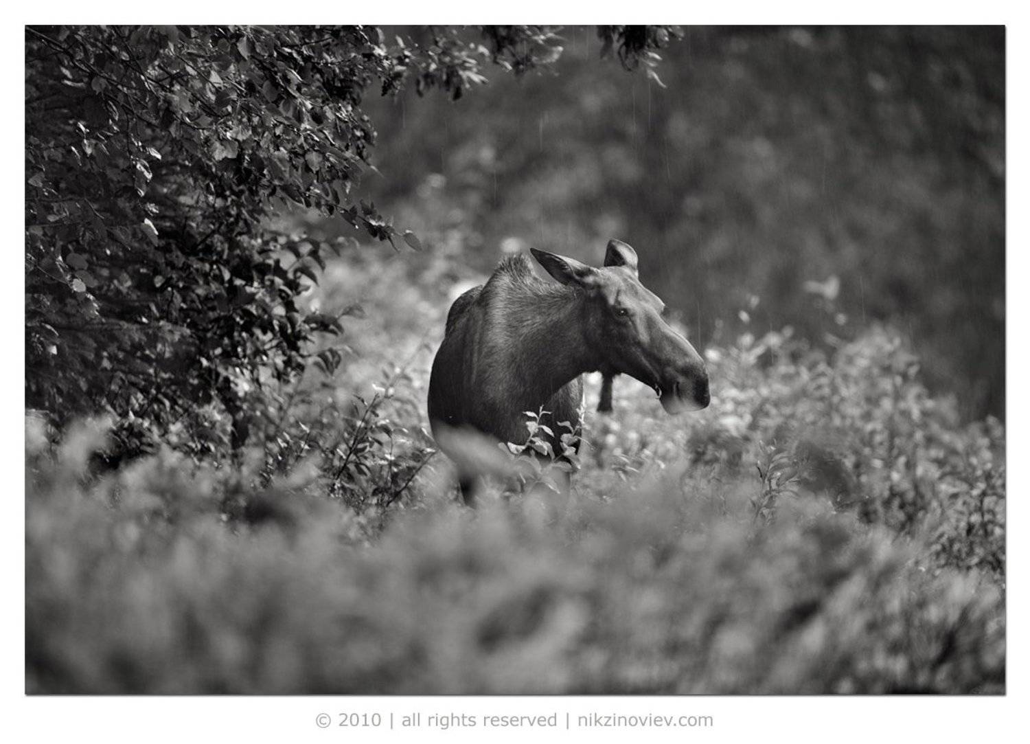 лось, дикие животные, дождь, николай зиновьев, Николай Зиновьев