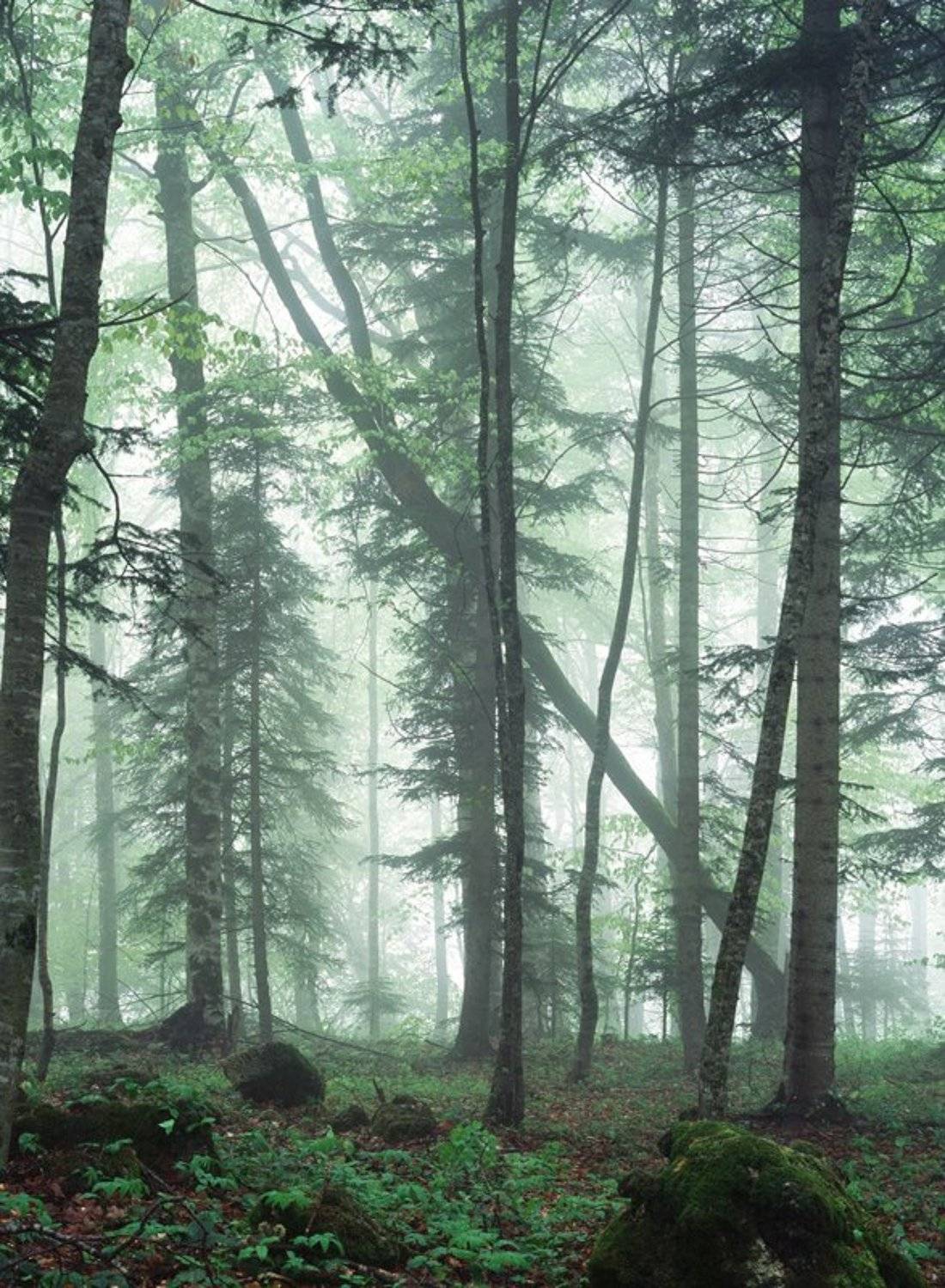 , Эдуард Перов