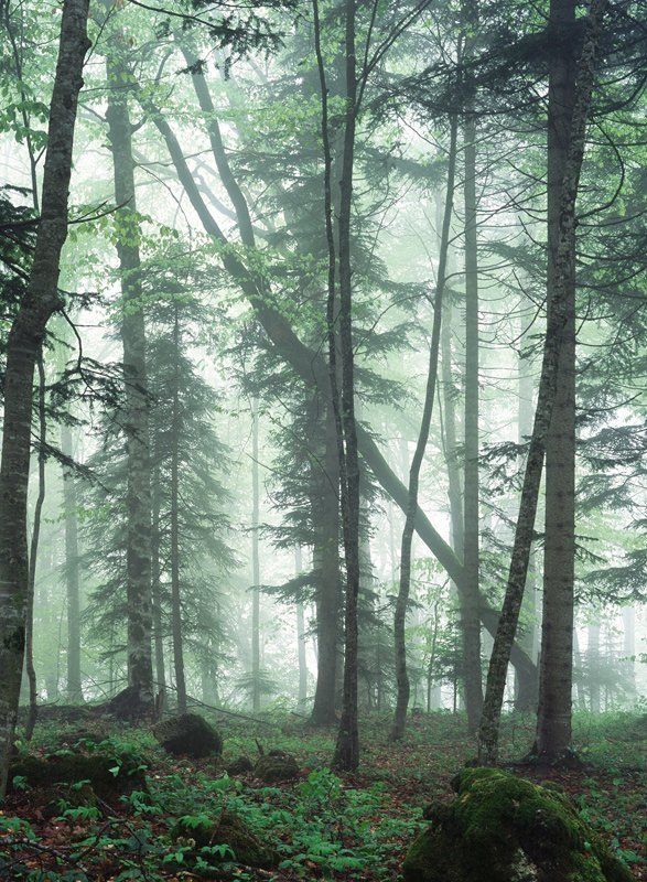 * фото превью