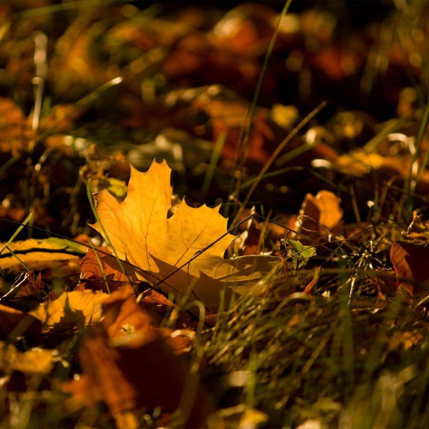 , Володимир Коцюбенко