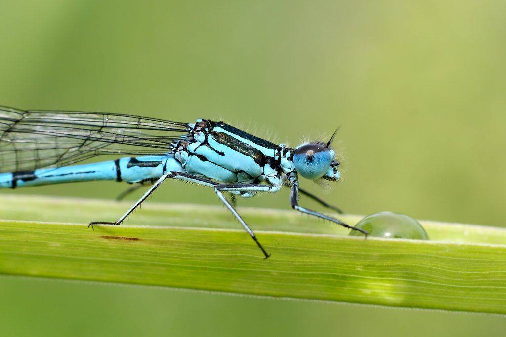 , Александр Аседач