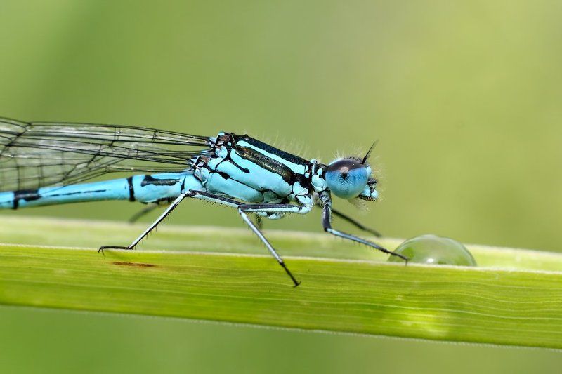 Капелька на завтрак фото превью