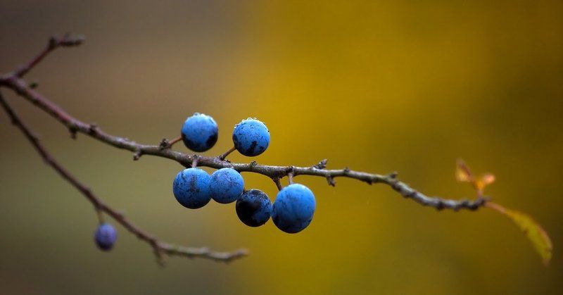 осень фото превью