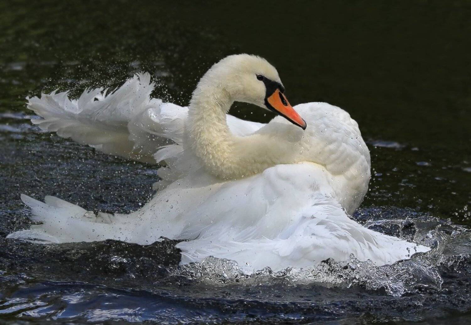 животные, птицы, лебеди,лебедь, Зоя Лаптева