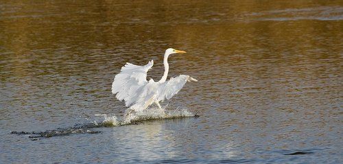 цыганочка с выходом