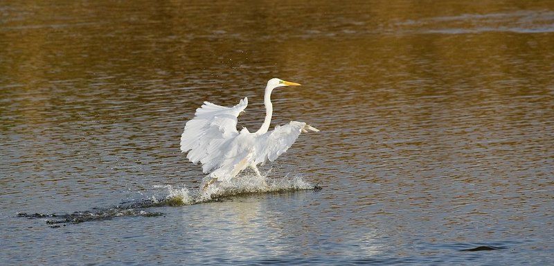 большая, белая, цапля цыганочка с выходом фото превью