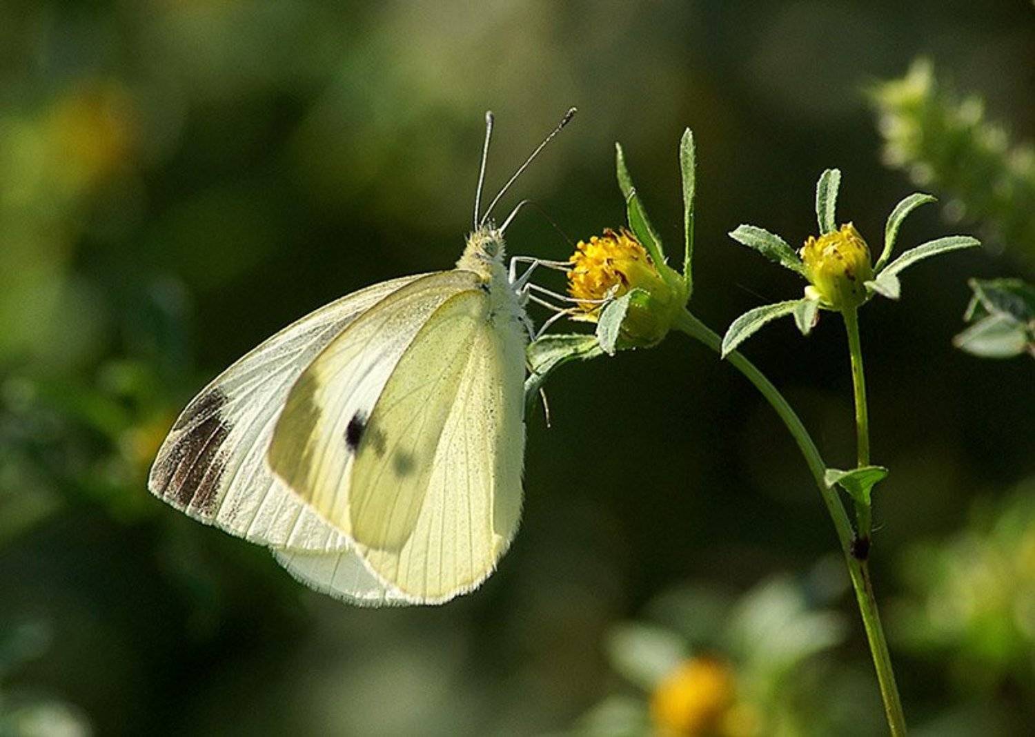 белянка, Cheplenko Aleksey