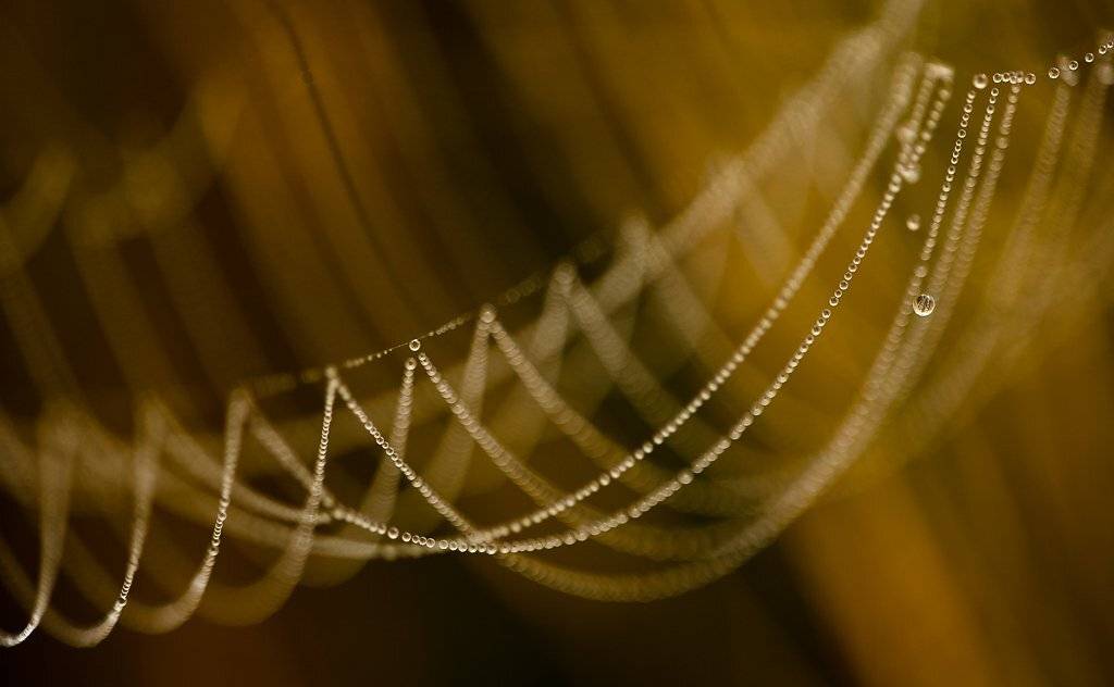 паутина, утро, роса, Юлия