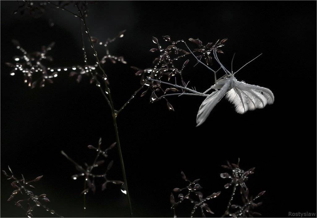 , Ростислав