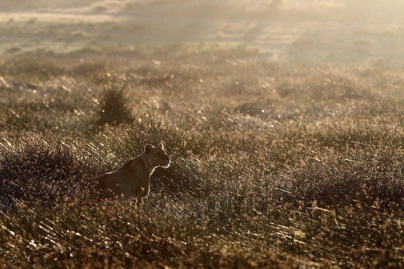 Золотое утро царицы саванны. фото превью