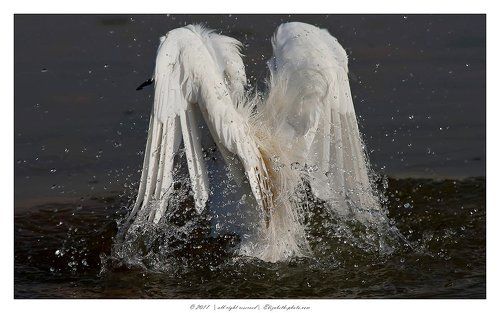 Little Egret -Малая белая цапля