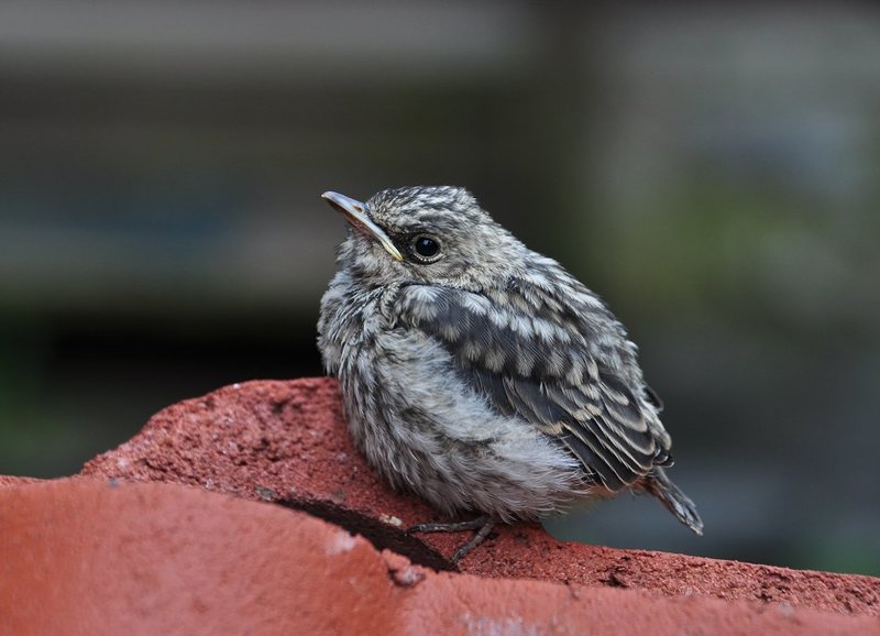 птица, птицы Слеток варакушки фото превью