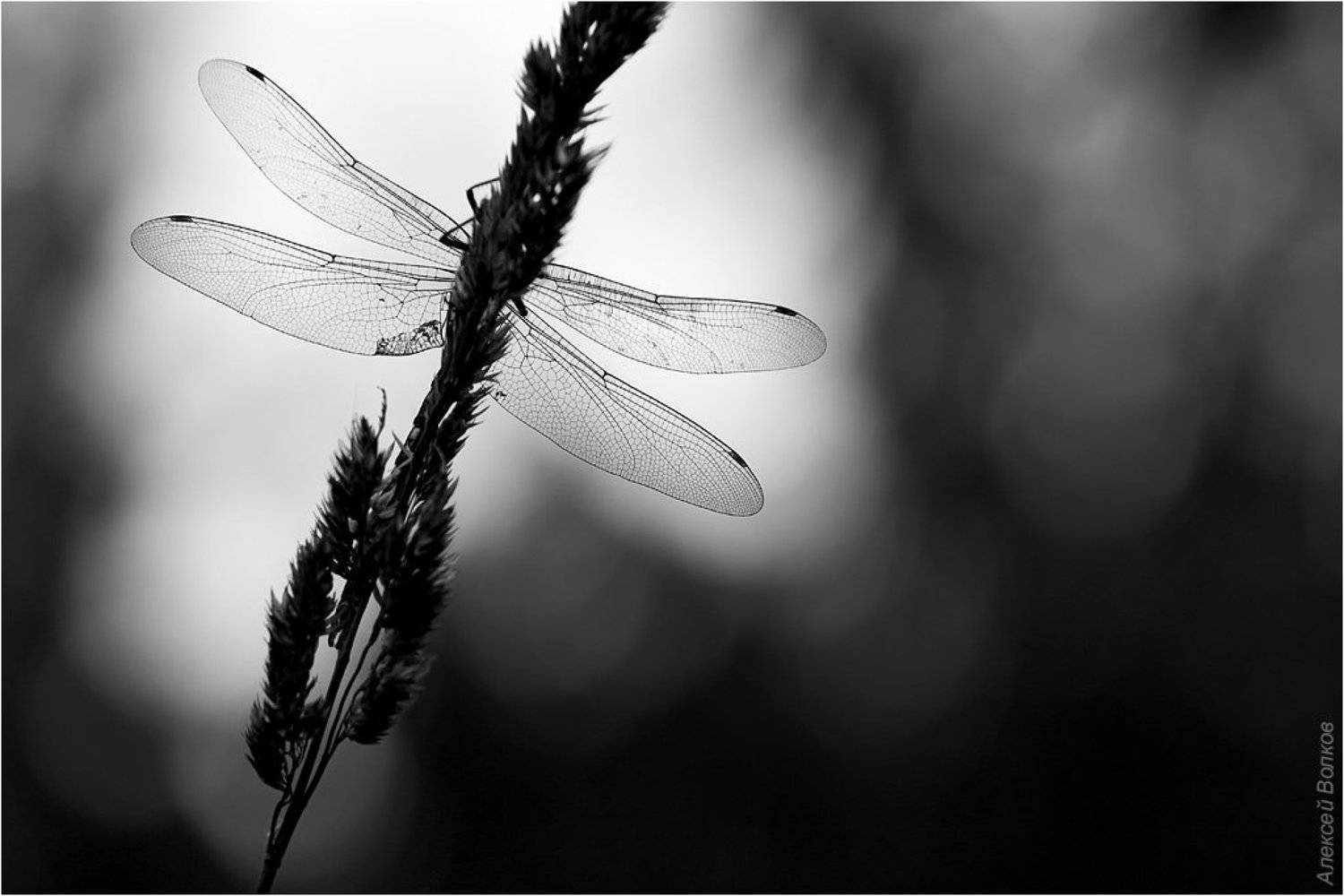 коромысло синее, aeshna cyanea, Amazon-san