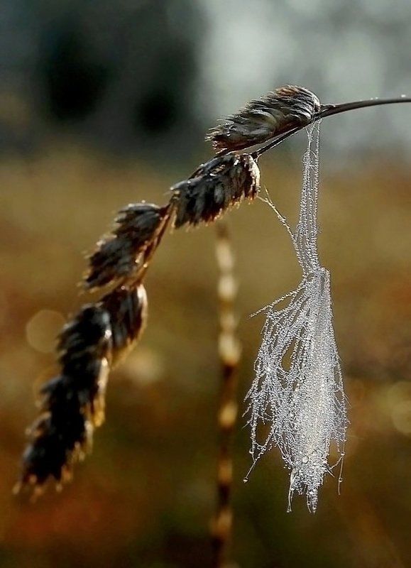 Подвеска осени ... фото превью