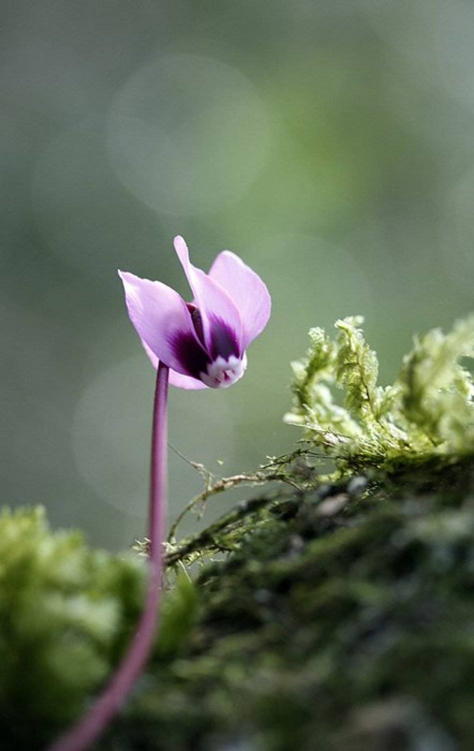 , Татьяна Алешина