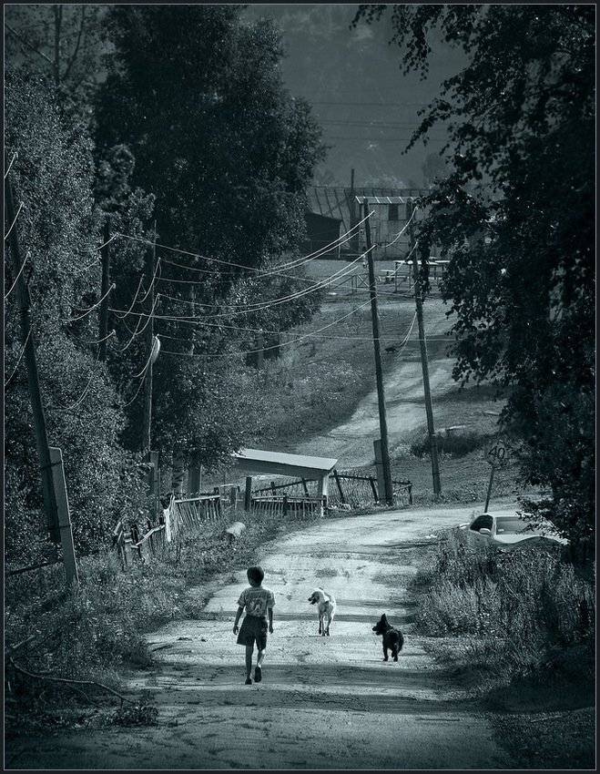 дети, собаки, лето, владимир