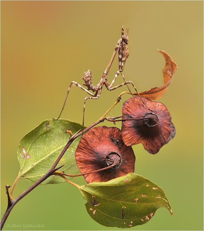 *** фото превью