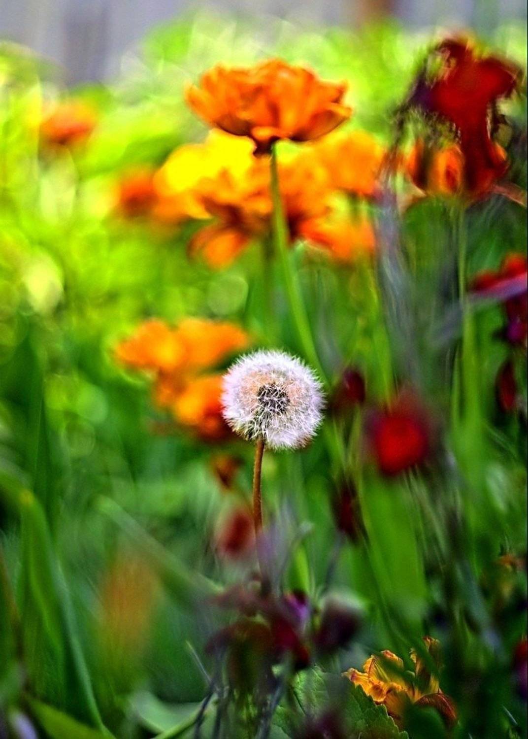 , Александр Борн