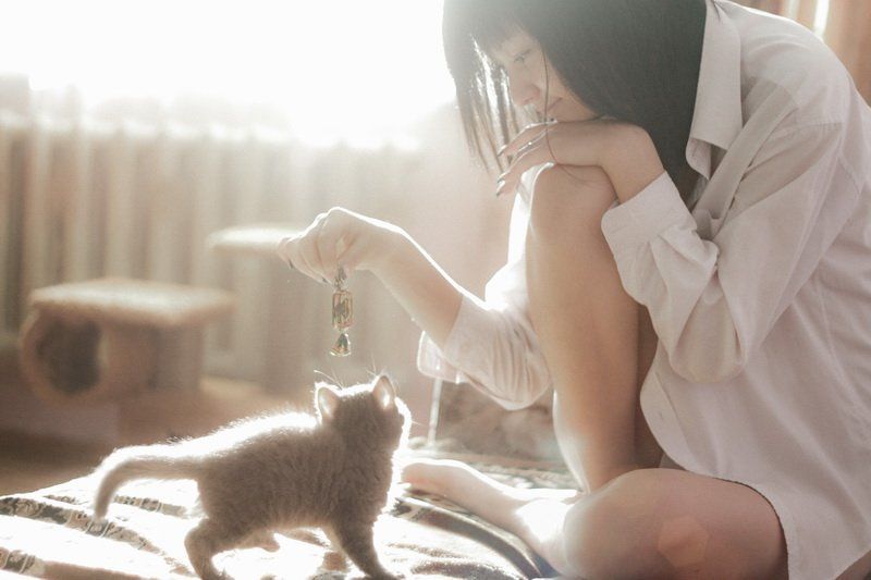 Кошки и грильяж. фото превью