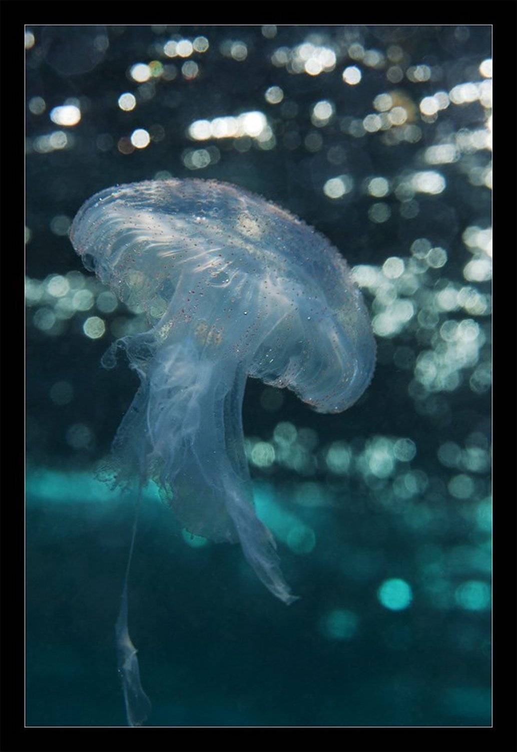 медуза, солнце, зайчик, свет, вода, море, Нарчук Андрей