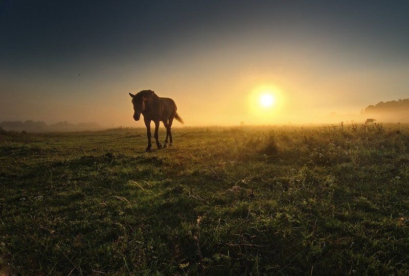 заря, конь Заря алая фото превью