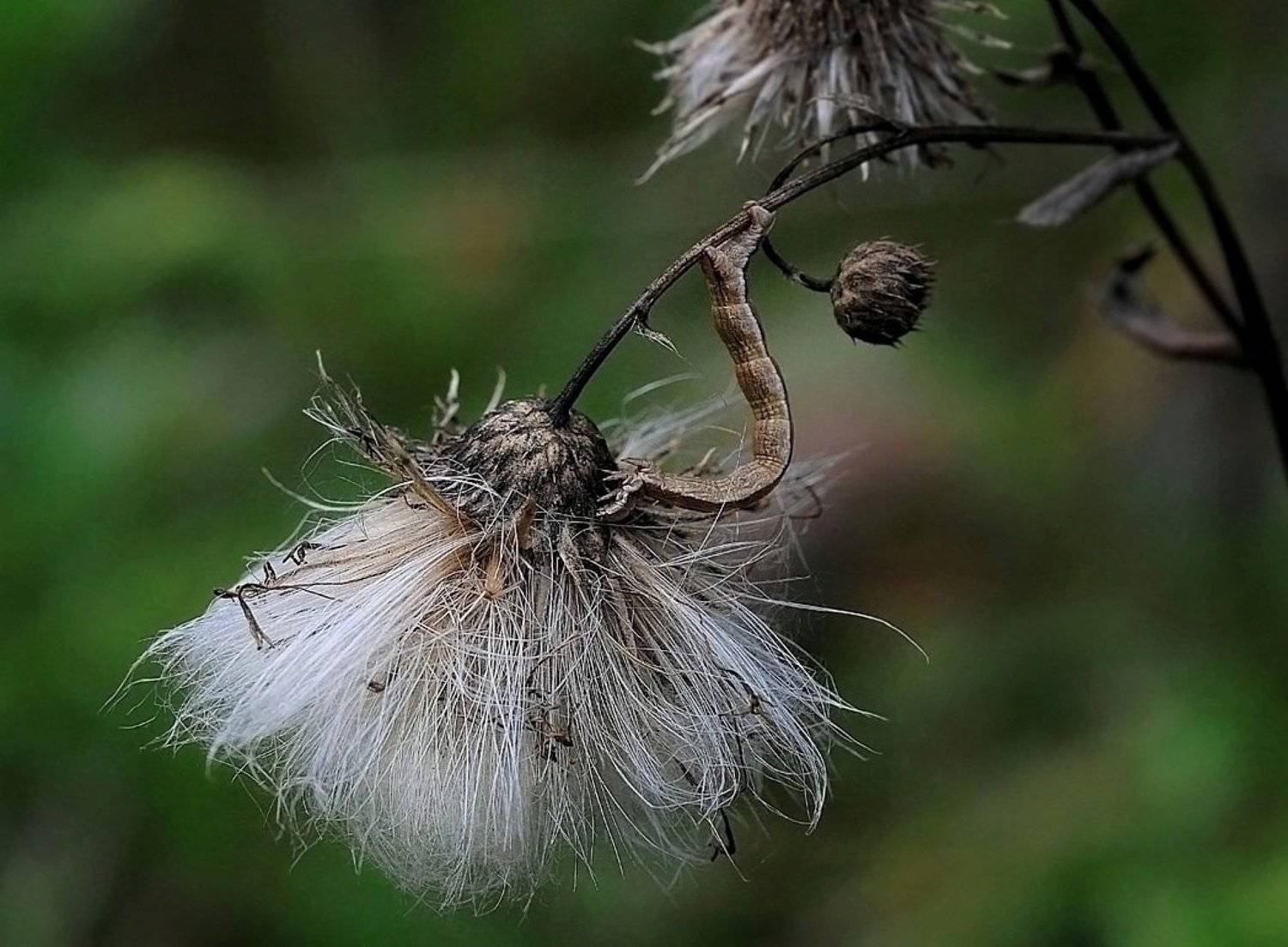 , Василий Черкасский