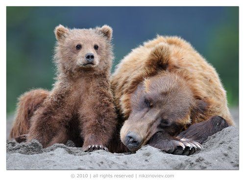 Охраняя мамин сон