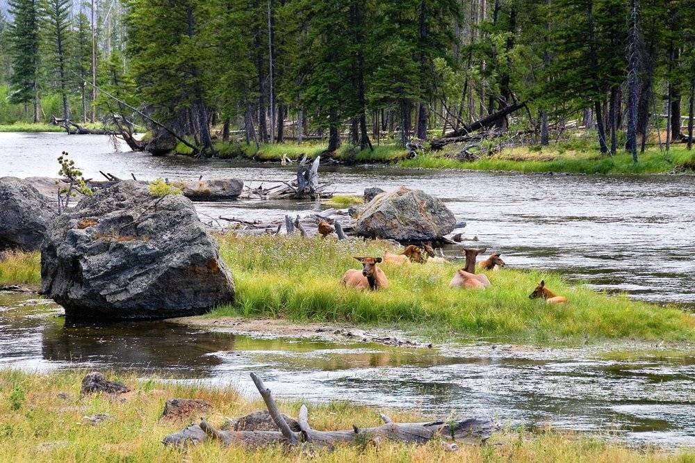 природа, река, горы, олени, животные, Pavel