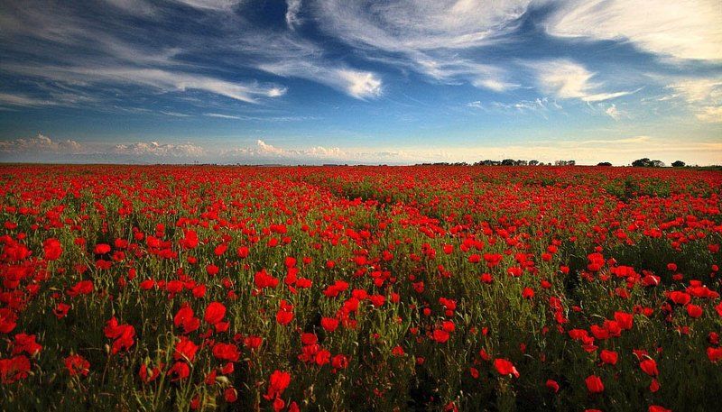 страна, маковых, полей \