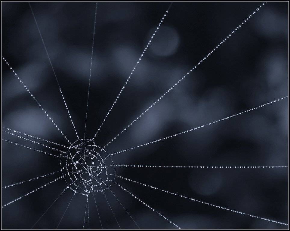 паутина, роса, Владимир