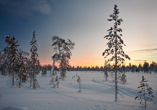 На закате у болота...