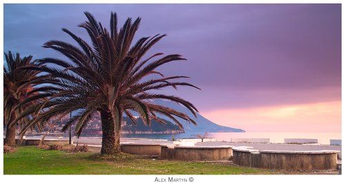 Типа пальма