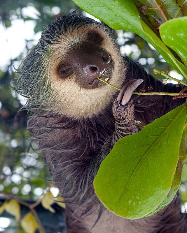 cocktail от насморка фото превью