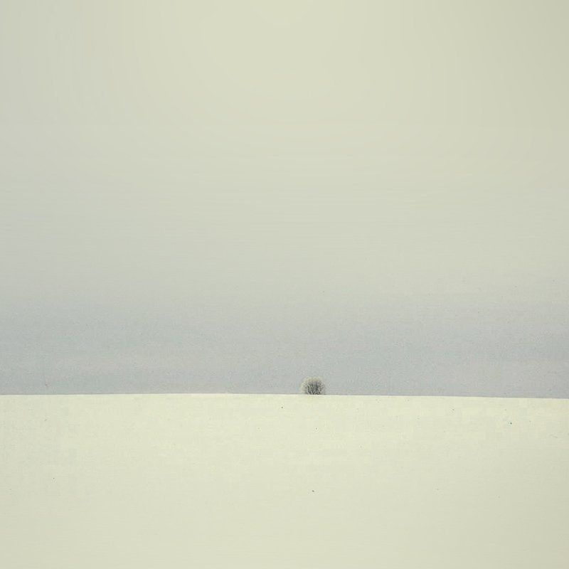 Жизнь деревьев фото превью