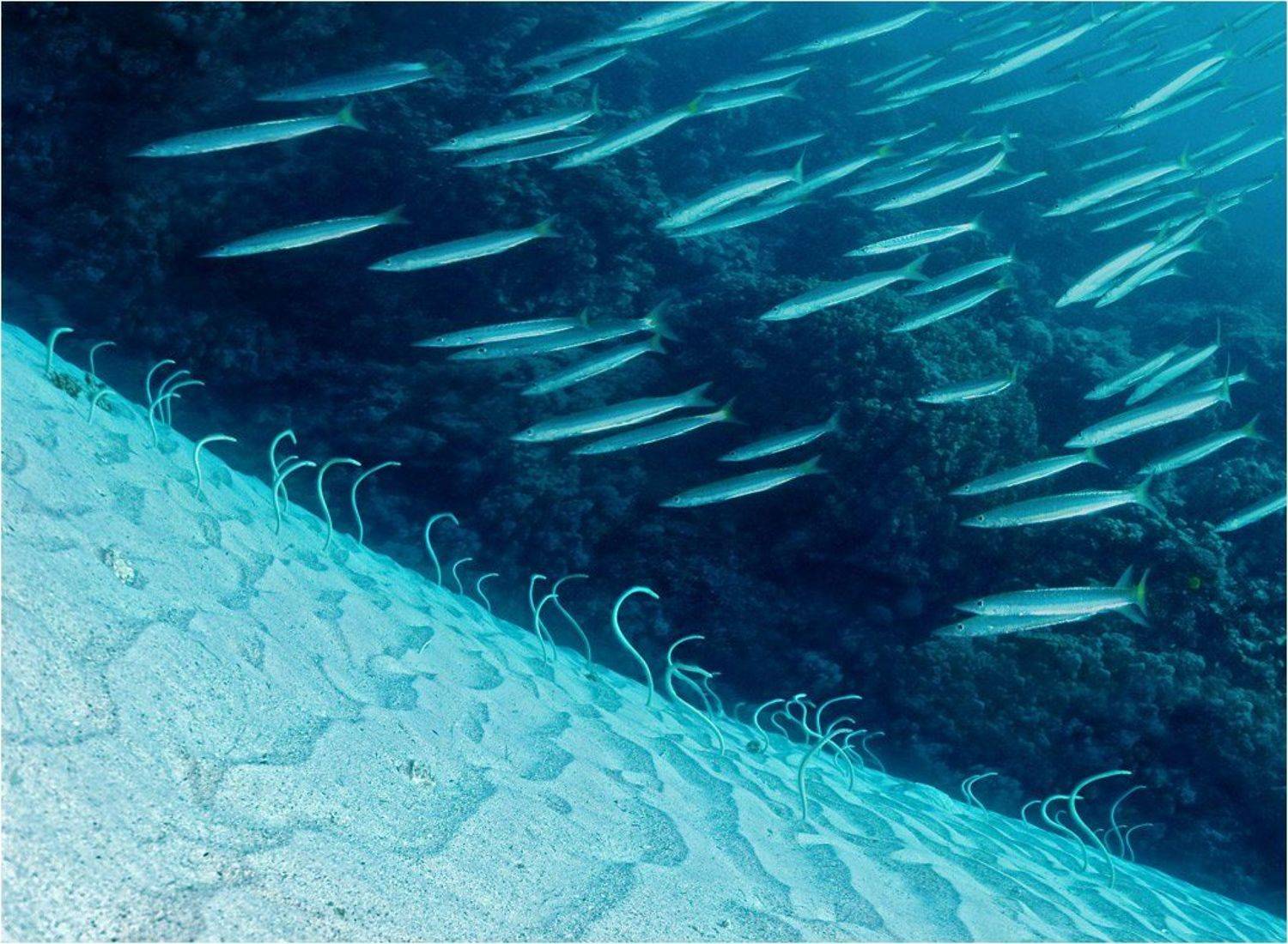 акула_против_барракуд, барракуды_против_угрей, Сергей Шанин