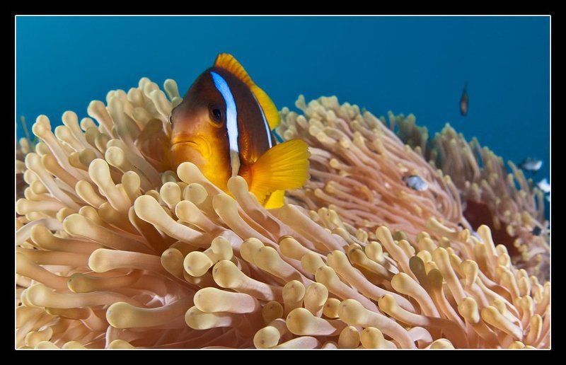 Одинокий клоун фото превью