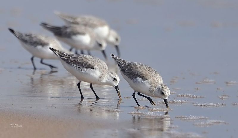 пицы  фото превью