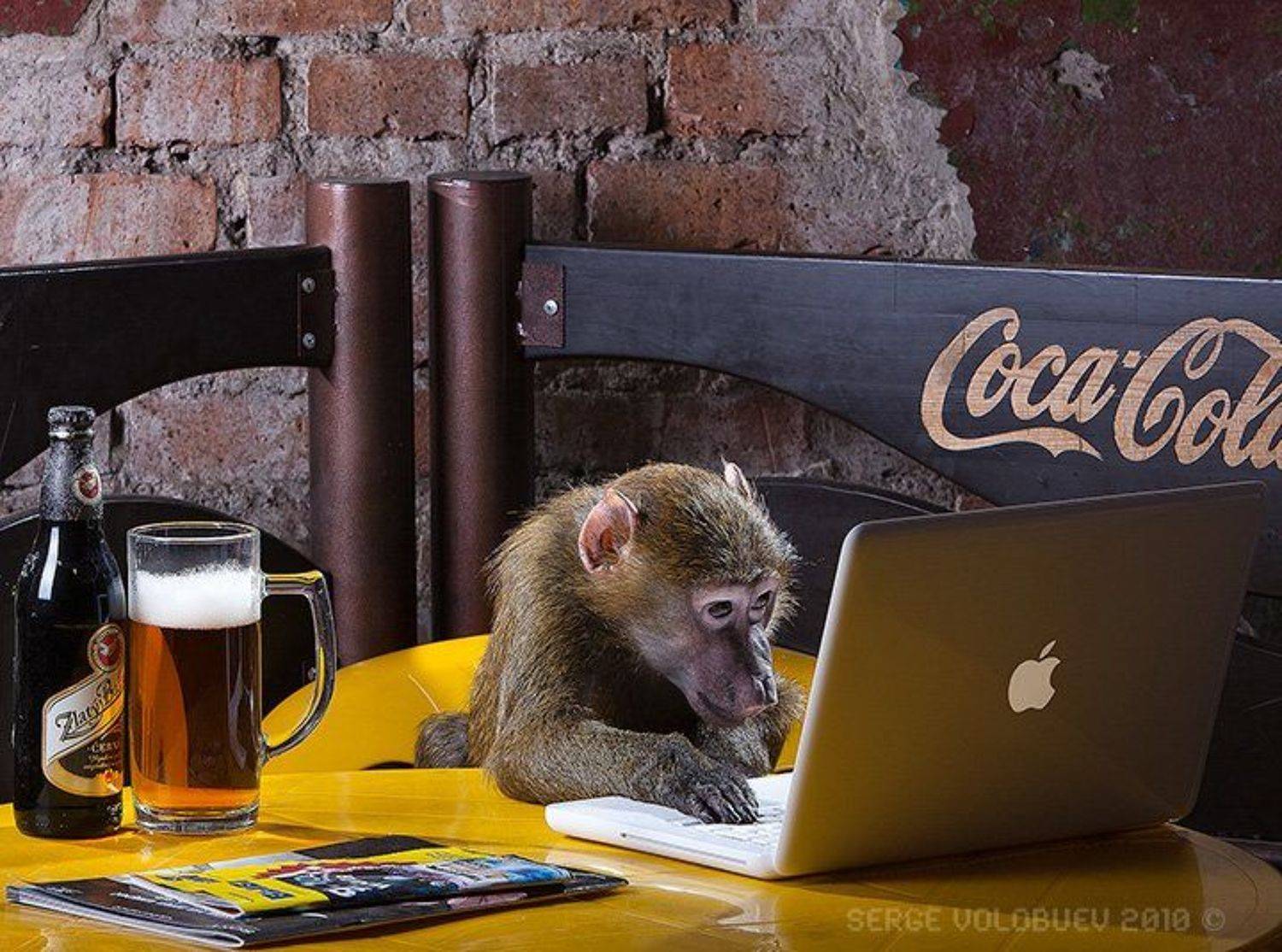 мак, обезьяна, павиан, компьютер, ретач, компьютерная, ретушь, пиво, стол, макбук, кафе, Серж Волобуев