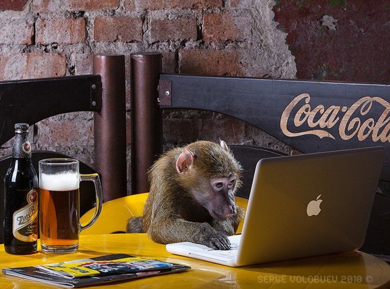мак, обезьяна, павиан, компьютер, ретач, компьютерная, ретушь, пиво, стол, макбук, кафе компьютерная ретушь. дорого. пафосно. обращаться в зоопарк, 5-й павильон фото превью