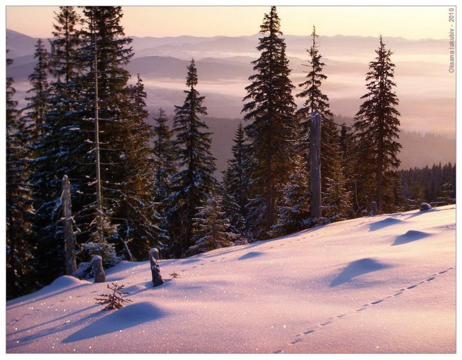 карпаты, природа, елочка, Oksana