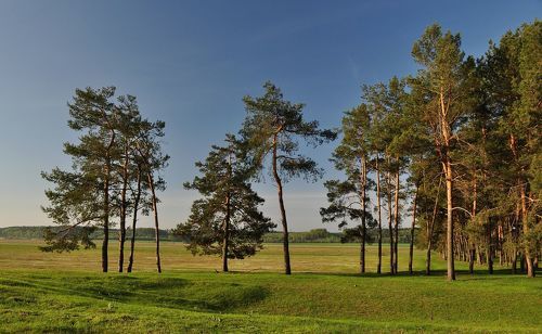 На опушке леса...